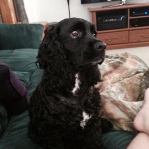 Meet your Posher, Deann